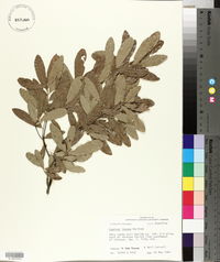 Quercus incana image