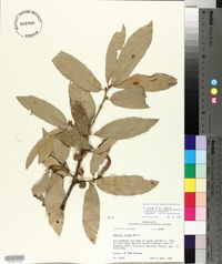 Quercus incana image