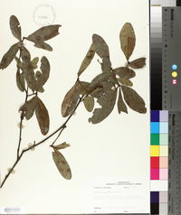 Quercus laurifolia image