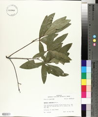 Quercus laurifolia image