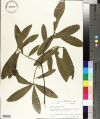 Quercus laurifolia image