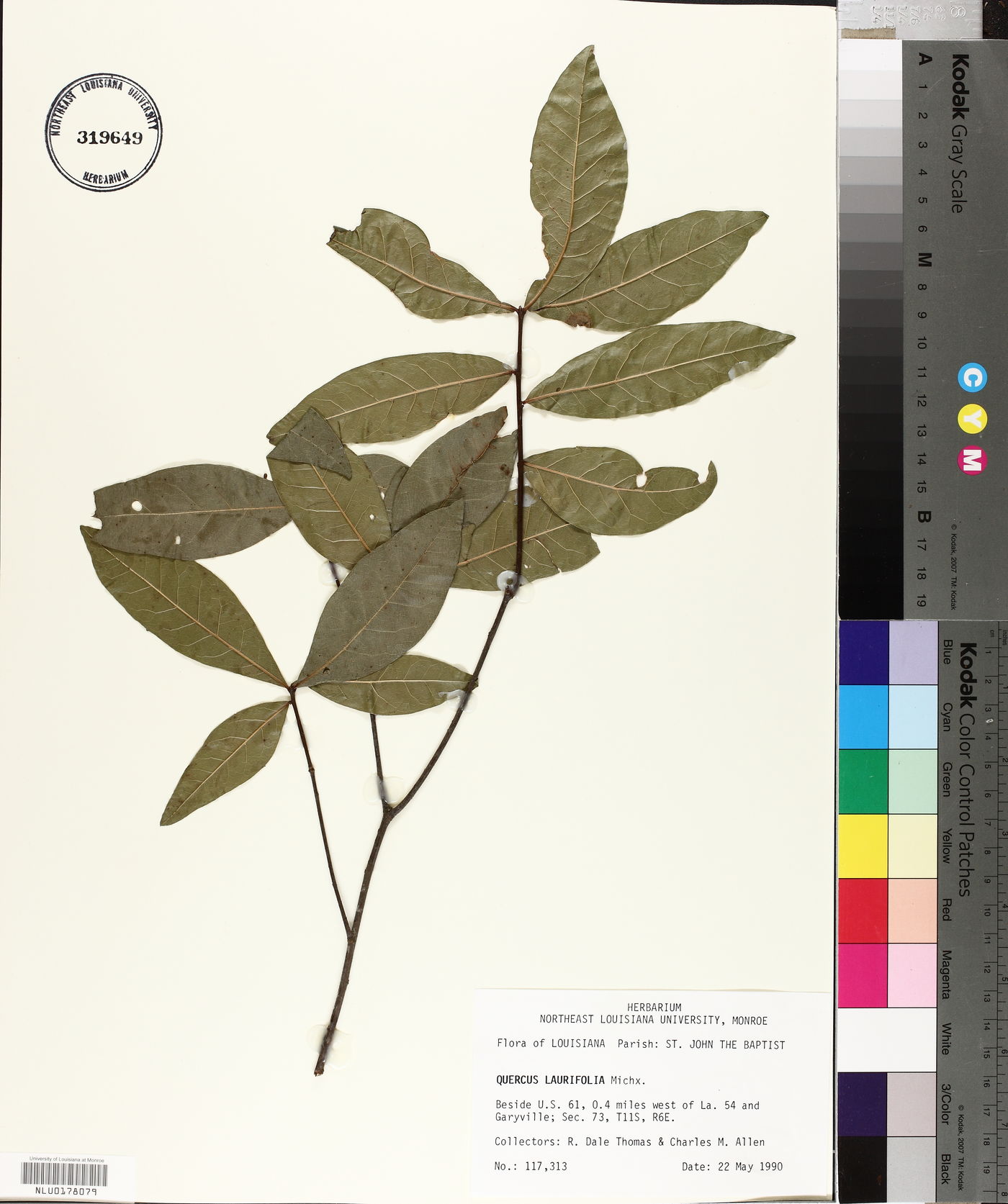 Quercus laurifolia image
