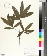 Quercus laurifolia image