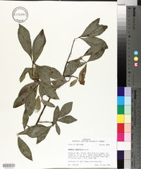 Quercus laurifolia image