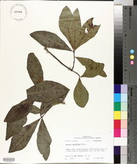 Quercus laurifolia image