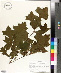 Quercus lyrata image