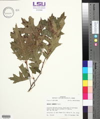 Quercus shumardii image