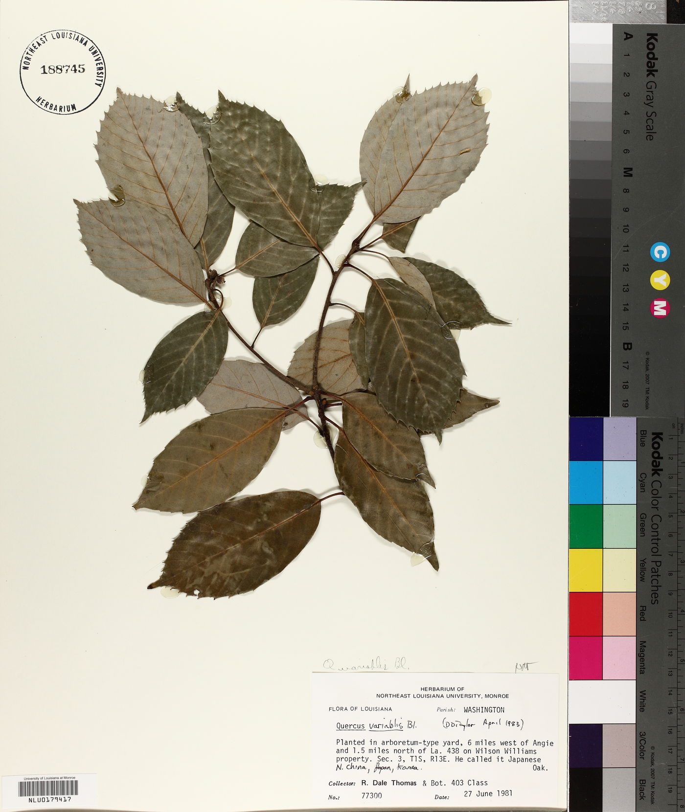 Quercus variabilis image