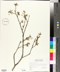 Quercus virginiana image