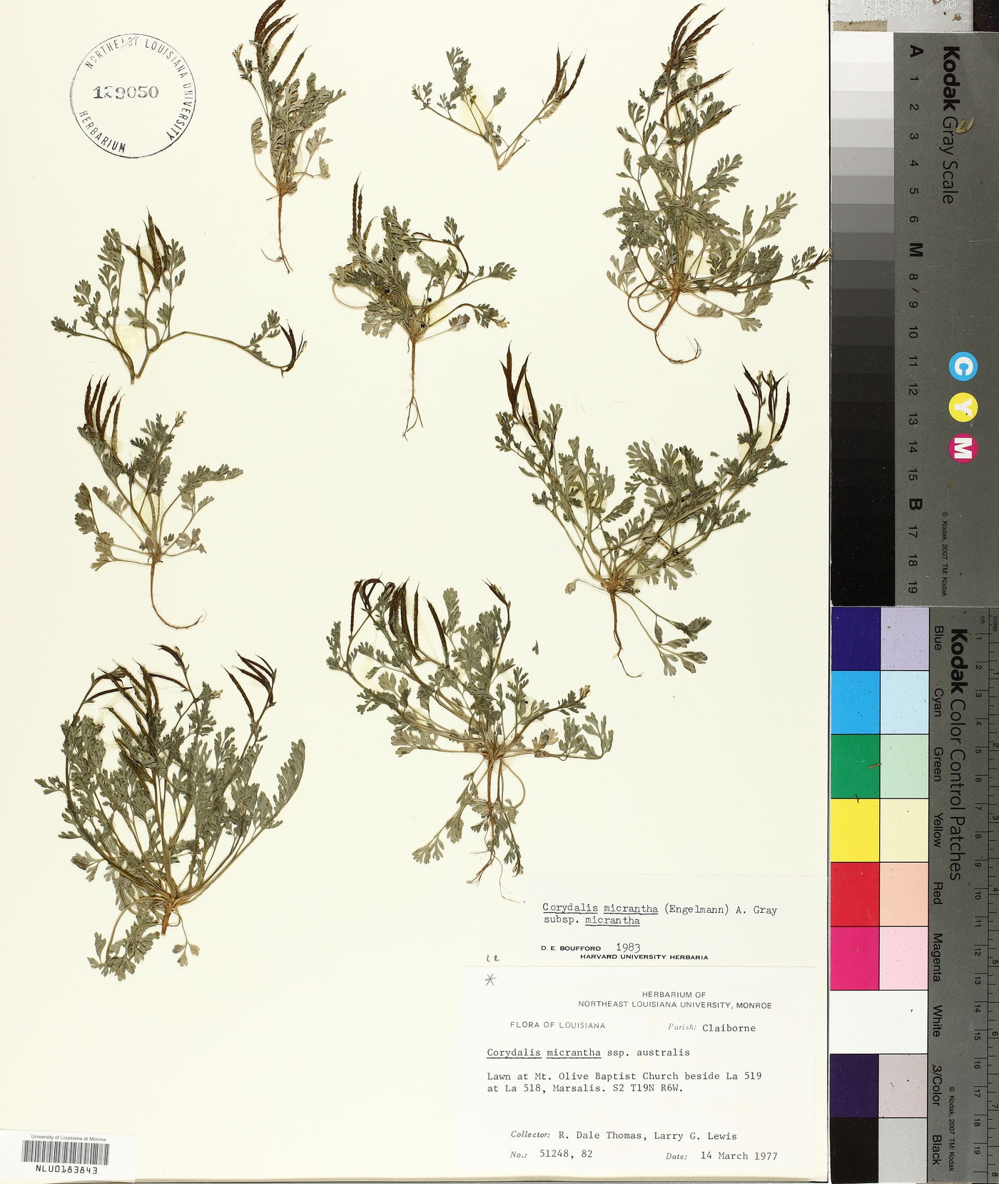 Corydalis micrantha subsp. micrantha image