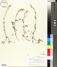 Corydalis micrantha image