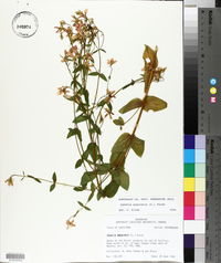 Sabatia angularis image