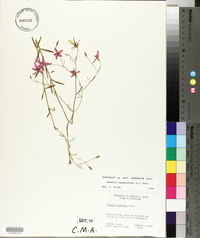 Sabatia campanulata image