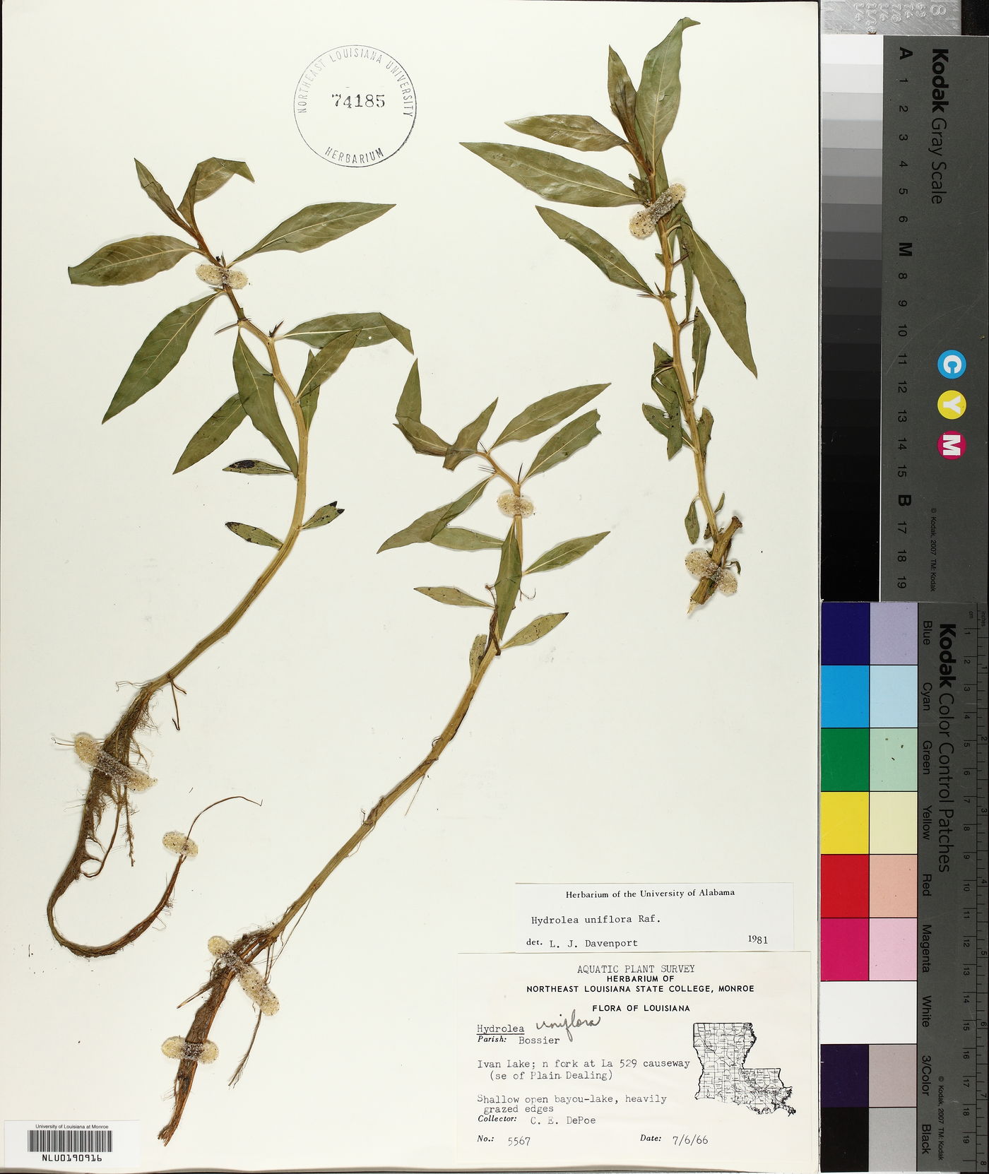 Hydrolea uniflora image