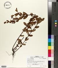 Hypericum crux-andreae image