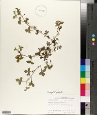 Nemophila aphylla image