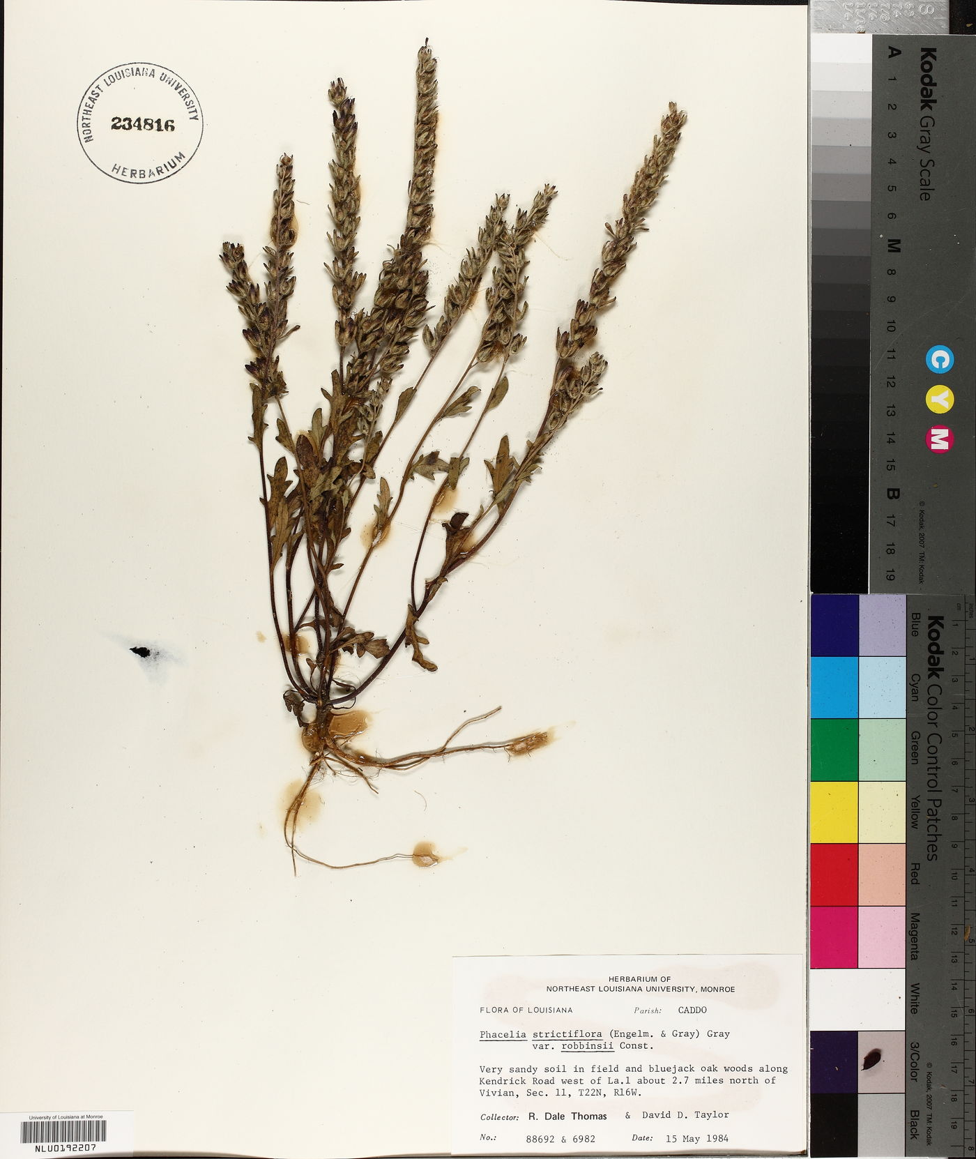 Phacelia strictiflora var. robbinsii image