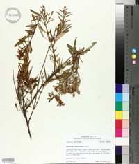 Hypericum densiflorum image