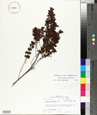 Hypericum galioides image