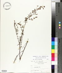 Hypericum galioides image