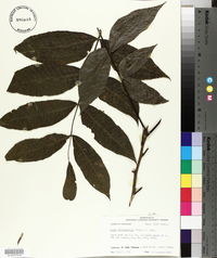 Carya illinoinensis image