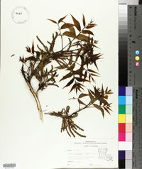 Carya illinoinensis image