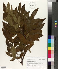 Pterocarya stenoptera image