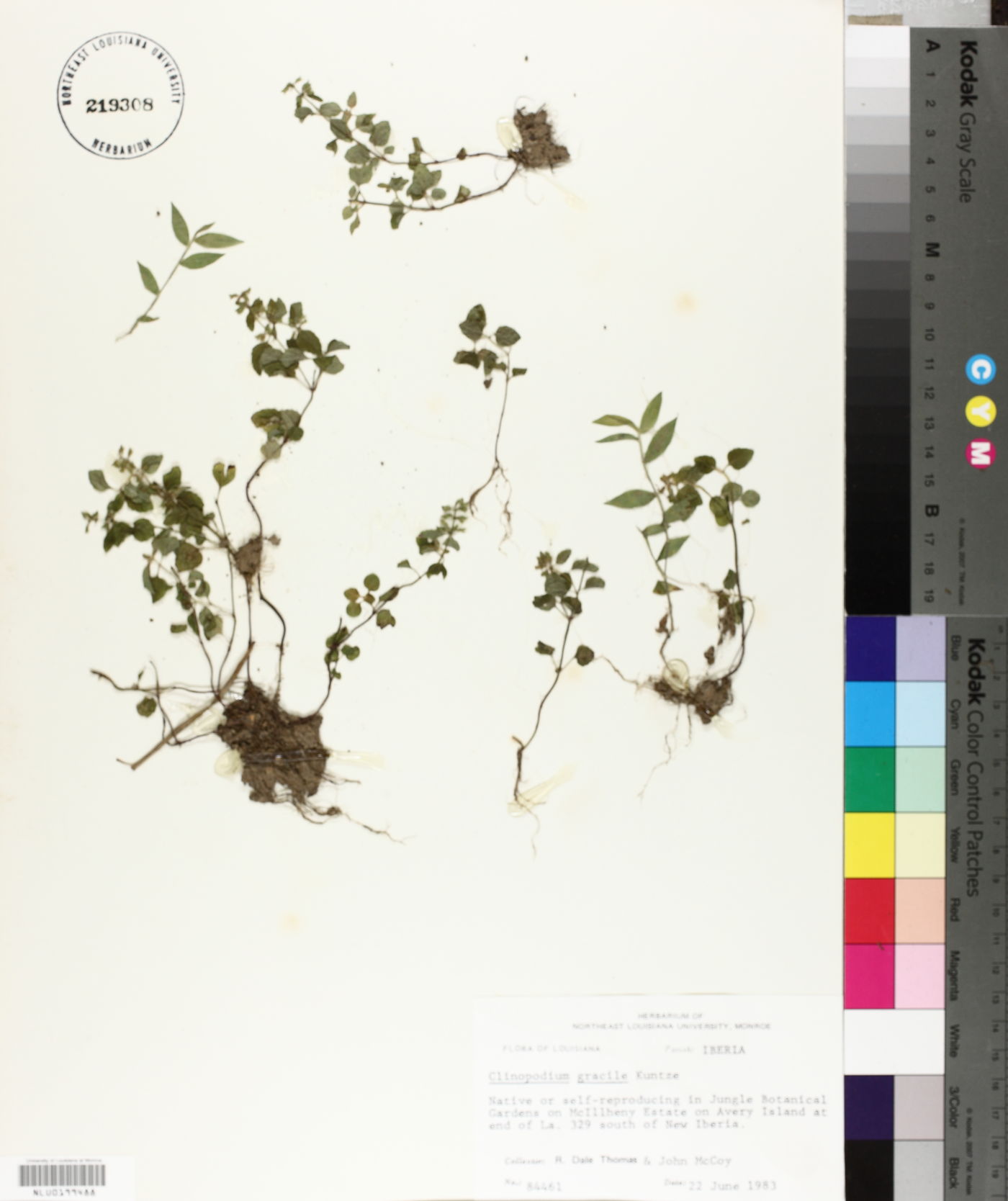 Clinopodium gracile image