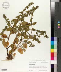 Lamium purpureum var. hybridum image