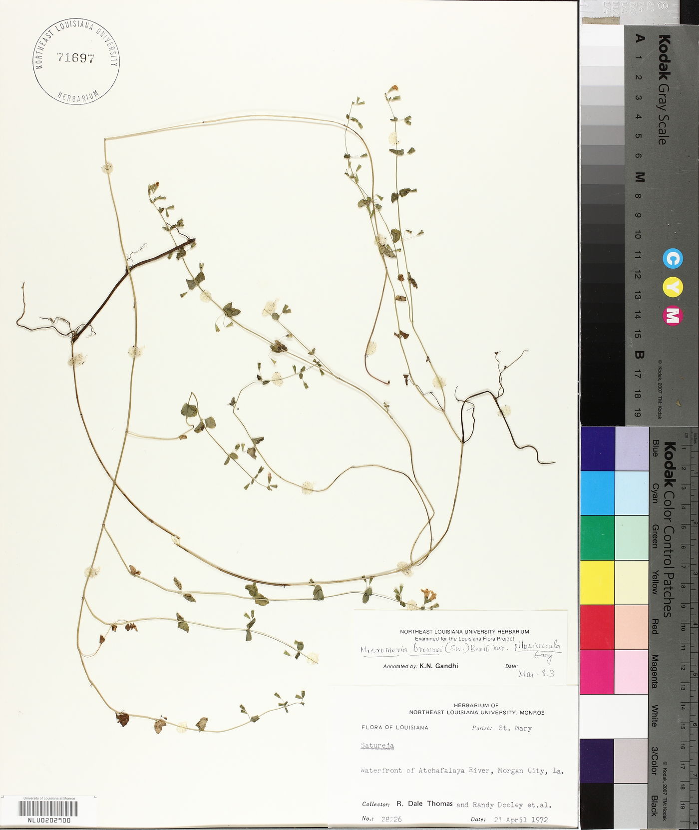 Clinopodium brownei image