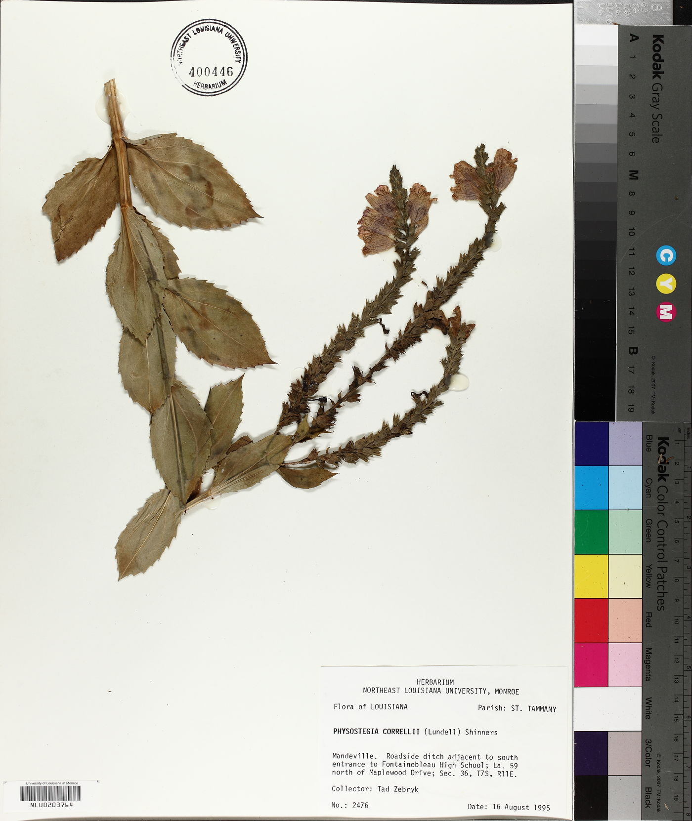 Physostegia correllii image