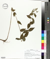 Pycnanthemum muticum image