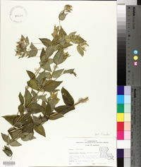 Pycnanthemum muticum image