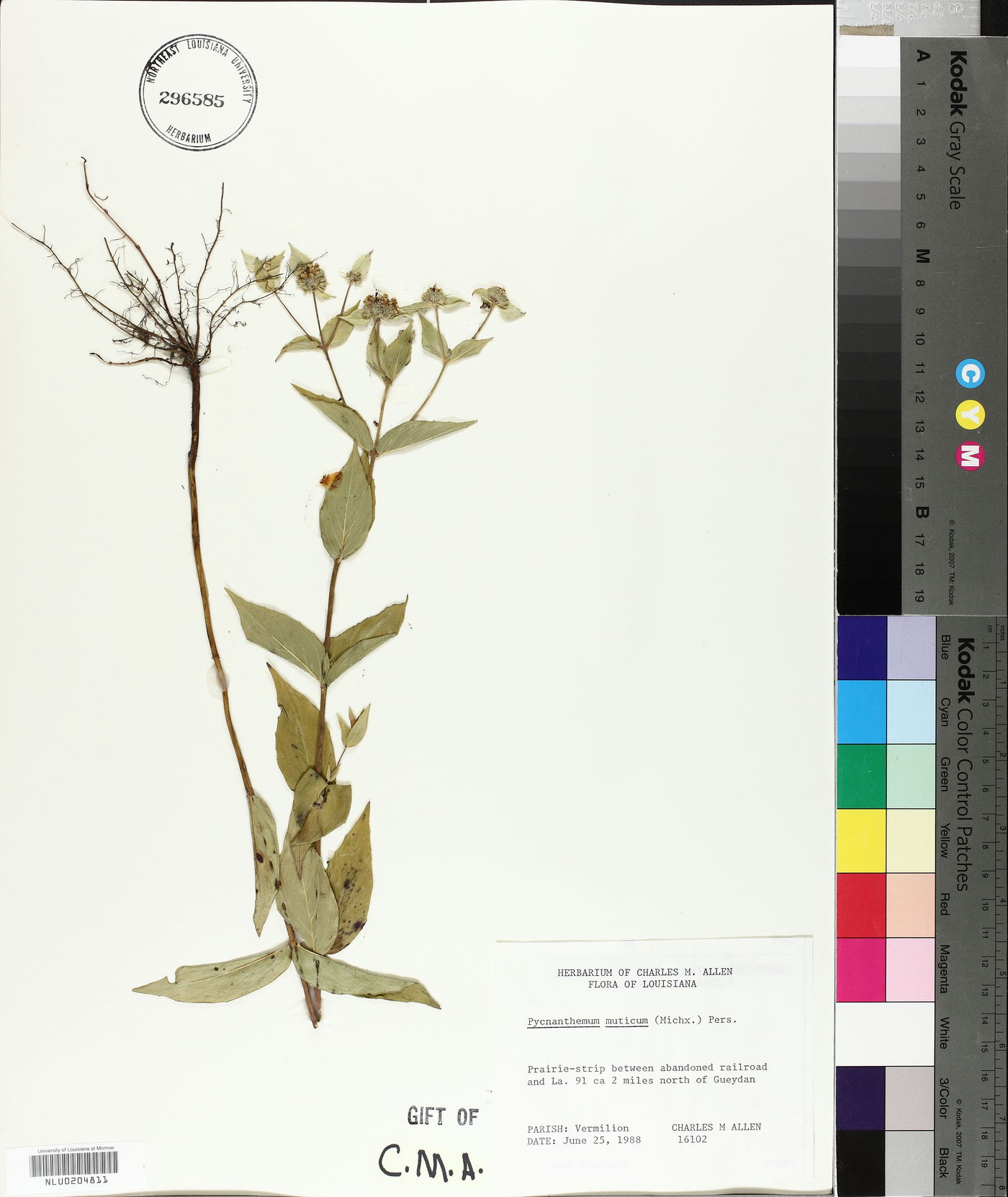 Pycnanthemum muticum image