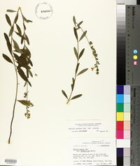 Salvia azurea var. azurea image
