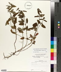 Stachys floridana image