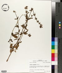Stachys floridana image