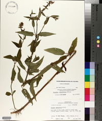 Stachys tenuifolia image