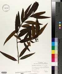 Nectandra salicifolia image