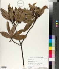 Persea palustris image