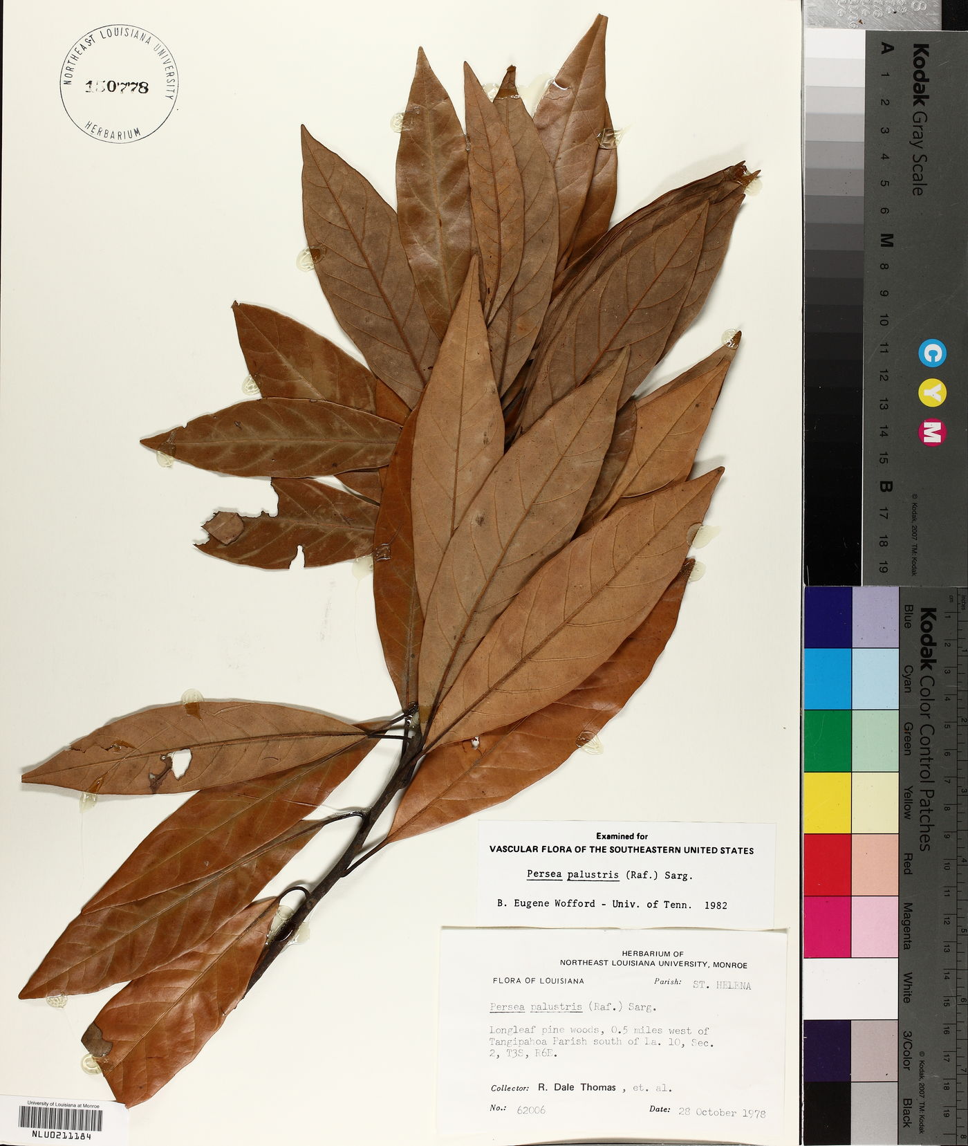 Persea palustris image