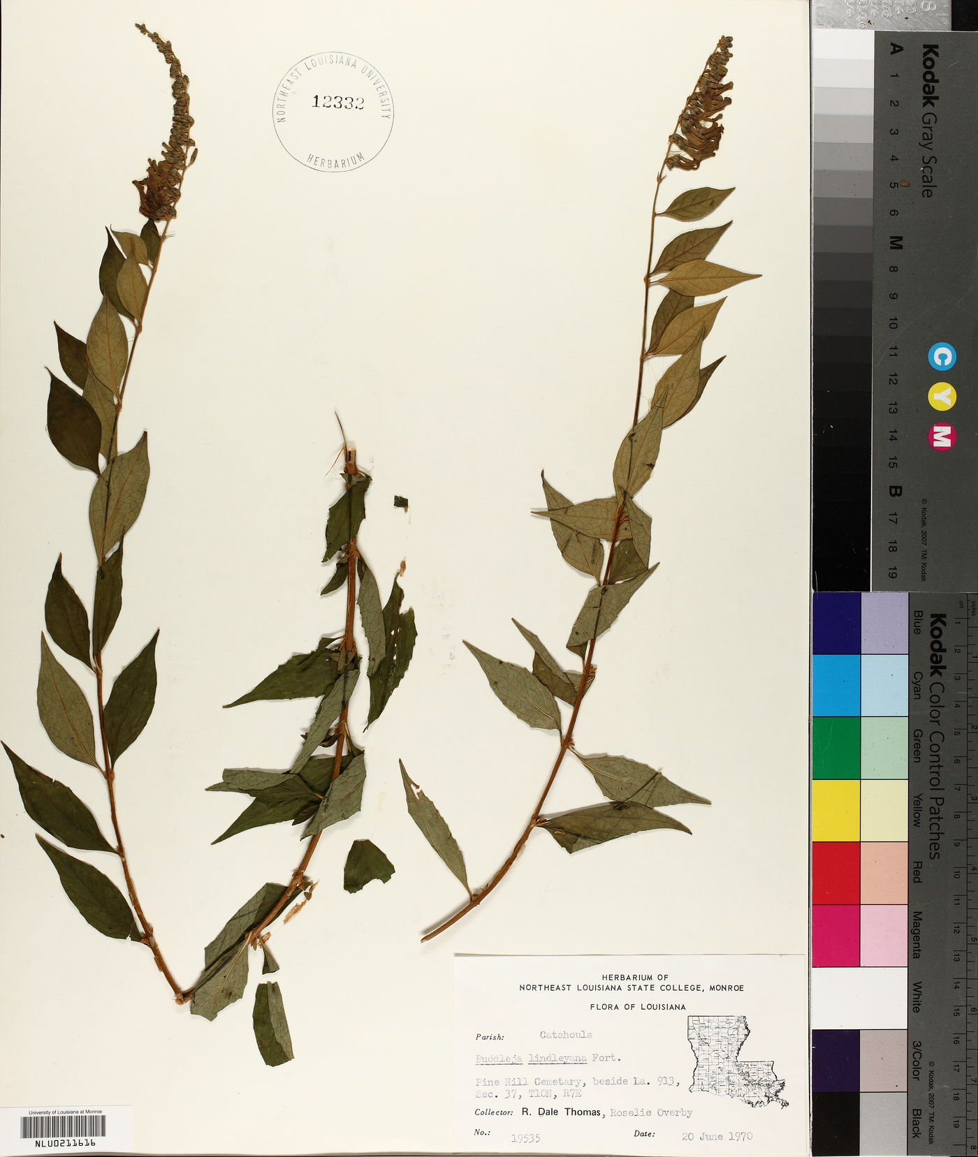Buddleja lindleyana image