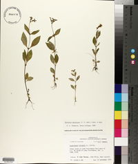 Mitreola petiolata image