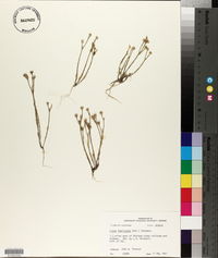 Linum imbricatum image