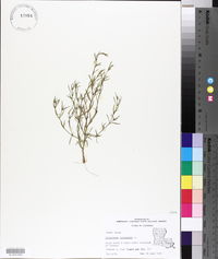 Polypremum procumbens image