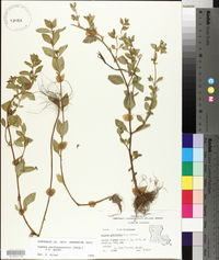 Cuphea carthagenensis image