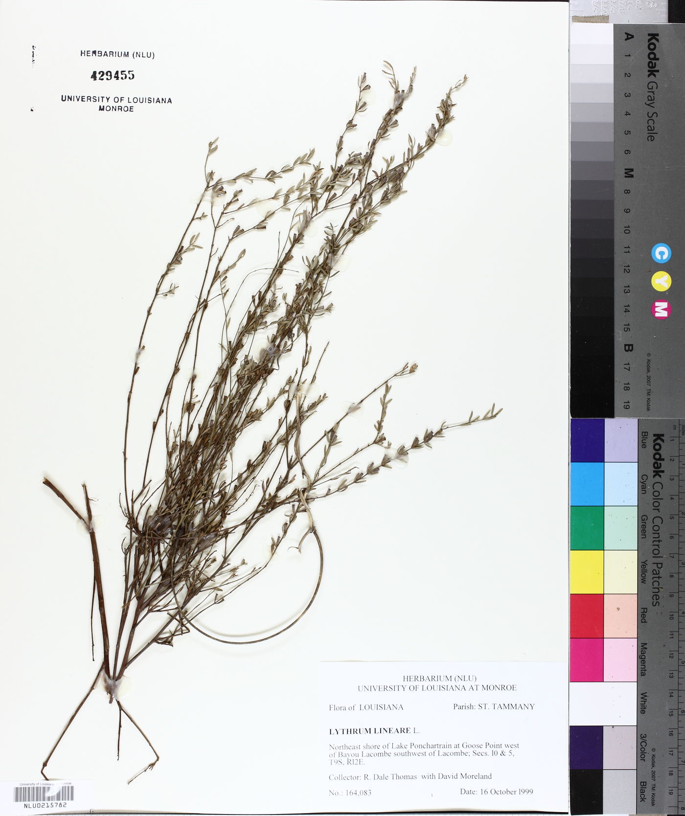 Lythrum lineare image
