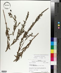 Lythrum alatum var. lanceolatum image