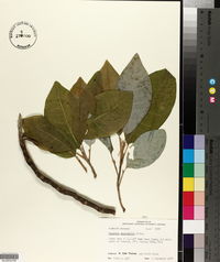 Magnolia macrophylla image