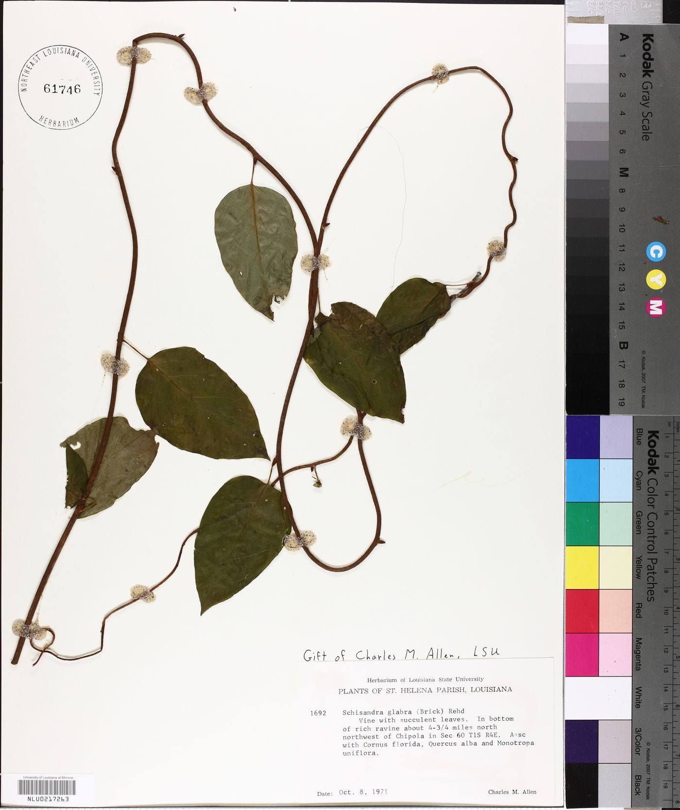 Schisandra glabra image